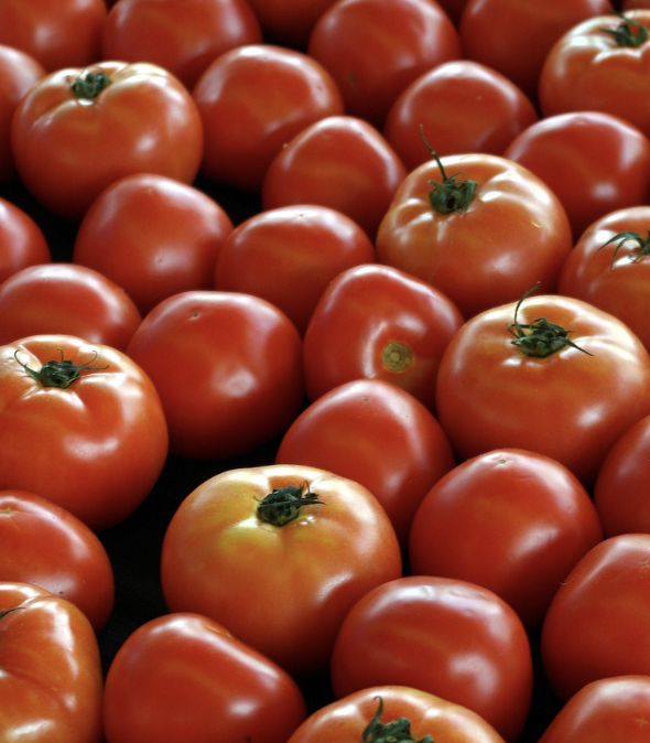 Ripe red farmers market tomatoes.
